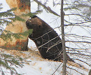American Beaver