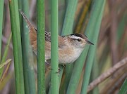 Marsh Wren