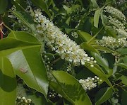 Cherry Tree Leaves
